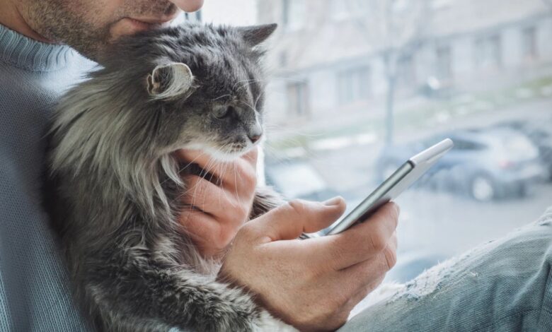 Online Advice from Your Vet for Cats on Delivery