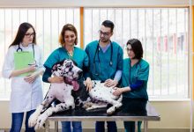 What Is Gastropexy in Dogs?